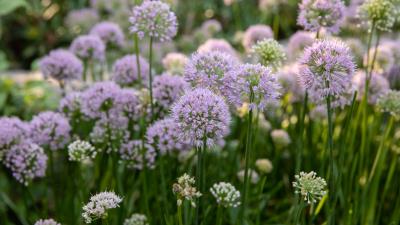 Allium Flowers 8k Wallpaper