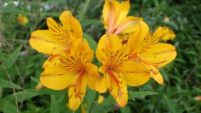 Alstroemeria Lily Of The Incas 4k Wallpaper