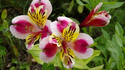 Alstroemeria Lily Of The Incas 8k Wallpaper