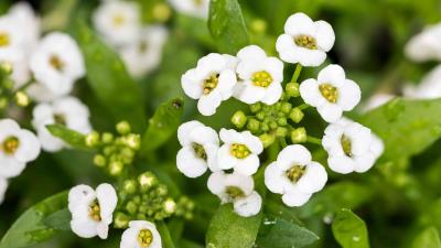 Alyssum Flowers 4k Wallpaper
