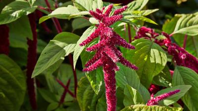 Amaranth Leaves 8k Wallpaper