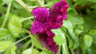 Amaranthus Flower 4k Wallpaper