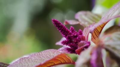 Amaranthus Flower 8k Wallpaper