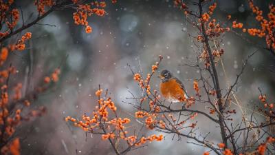 American Robin Perched On A Branch 4k Wallpaper