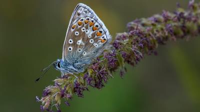 Animal Butterfly Photography Insect Wallpaper