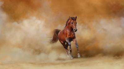 Animal Horse Photography Running Wallpaper