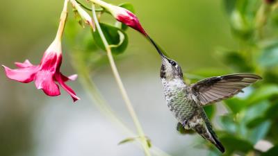 Animal Hummingbird Nature Bird Wallpaper