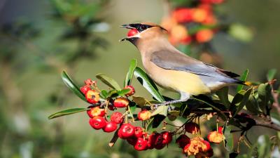 Animal Nature Bird Waxwing Wallpaper