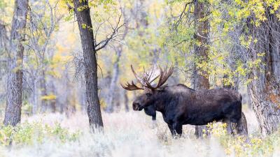 Animal Nature Forest Moose Wallpaper