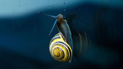 Animal Nature Snail Photography Wallpaper