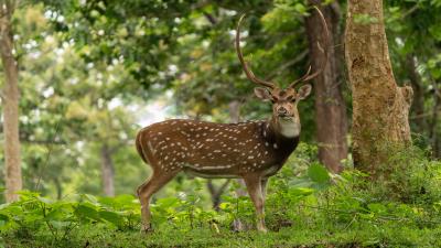 Animal Stag Buck Deer Wallpaper