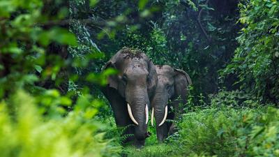 Asian Elephants In West Bengal India Wallpaper