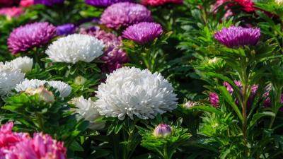 Aster Flowers 8k Wallpaper