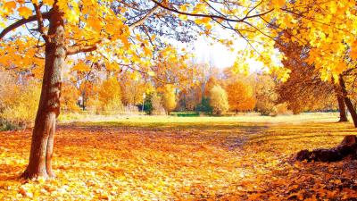 Autumn Leaves 4k Wallpaper Wallpaper