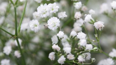 BabyS Breath Flowers 8k Wallpaper