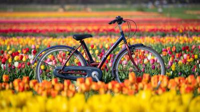 Bicycle Field Flowers Photography Wallpaper