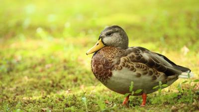 Bird Duck Animal Wallpaper