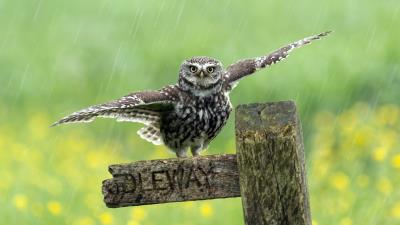 Bird Rain Green Cute Owl Wings 4k Wallpaper