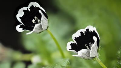 Black And White Nemophila 4k Wallpaper Wallpaper