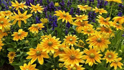 Black Eyed Susan 4k Wallpaper Wallpaper