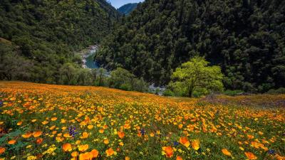 Blooming Meadow In California Wallpaper