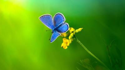 Blue Butterfly Perched On Yellow Flower Wallpaper