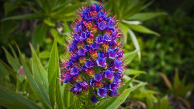 Blue Nature Photography Flower Wallpaper