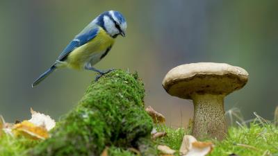 Blue Tit Bird 4k Wallpaper