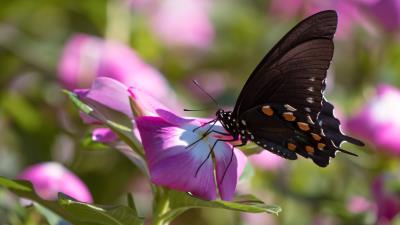Butterfly 5k Ultra Hd Wallpaper Wallpaper
