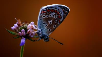 Butterfly Flower Insect Wallpaper
