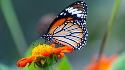 Butterfly Wings Blossom Wild Wallpaper