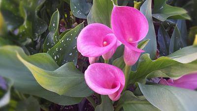 Calla Lilies 4k Wallpaper Wallpaper