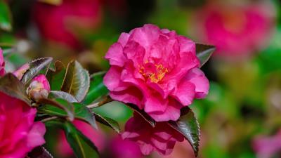 Camellia Flower Wallpaper