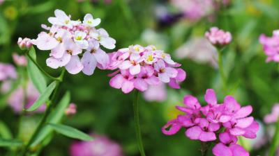 Candytuft Flowers 8k Wallpaper