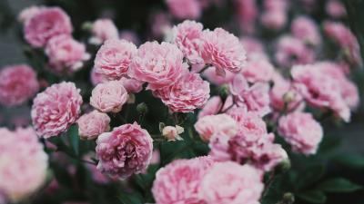 Carnations Flowers 8k Wallpaper