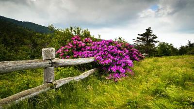 Carvers Gap Roan Mountain State Park Highlands Tennessee Wallpaper