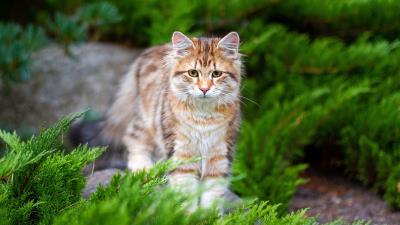 Cat Animal Hd Wallpaper Wallpaper