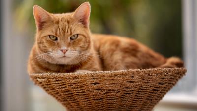 Cat Basket Animal Wallpaper