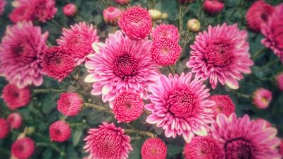 Chrysanthemums Flowers 4k Wallpaper