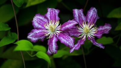Clematis Flowers Wallpaper