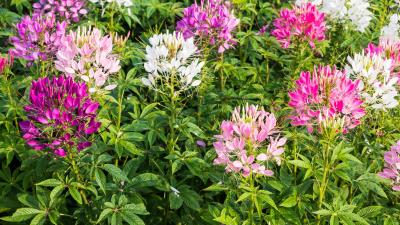 Cleome Flowers 8k Wallpaper