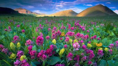 Colorado Spring Wildflowers Hd Wallpaper