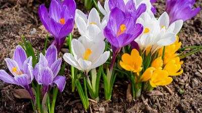 Colorful Crocuses 4k Wallpaper
