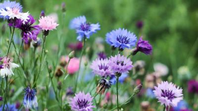Corn Flowers 4k Wallpaper