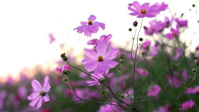 Cosmos Flowers Wallpaper