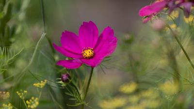 Cosmos Nature Photography Flower Wallpaper