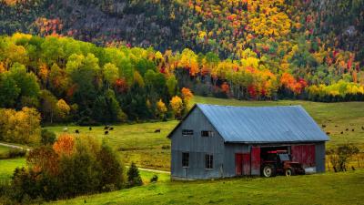 Cows Tractor House Farm Wallpaper