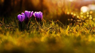 Crocuses Hd Wallpaper Wallpaper
