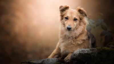 Cute Photography Animal Dog Wallpaper