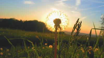 Dandelion In The Sun Hd Wallpaper Wallpaper